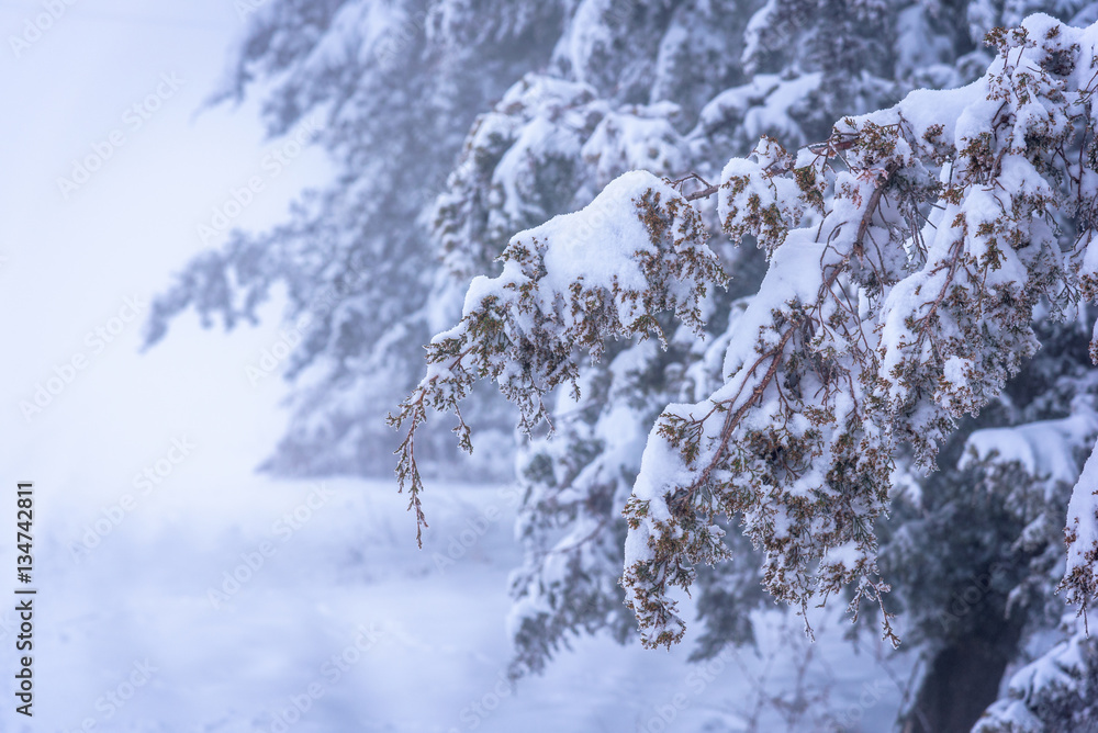 Juniper branch covered with snow in focus with foggy background. Russia, Stary Krym Juniper branch covered with snow in focus with foggy background. Russia, Stary Krym