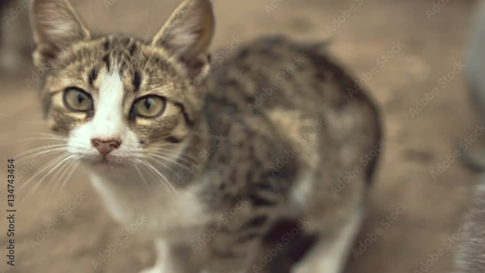 Cat looks at the camera