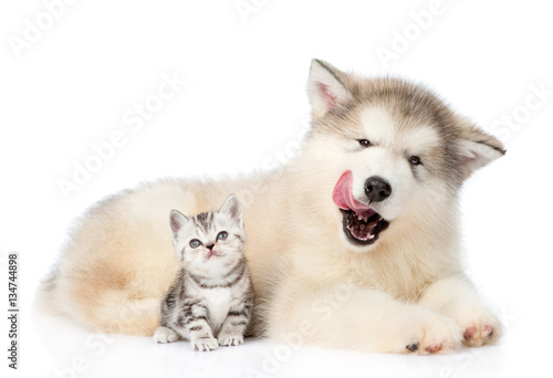 kitten sitting with licking puppy. isolated on white background