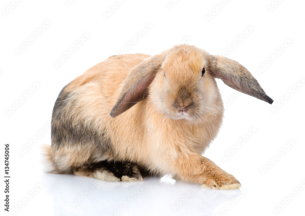 Lop-eared rabbit side view. isolated on white background Lop-eared rabbit side view. isolated on white background