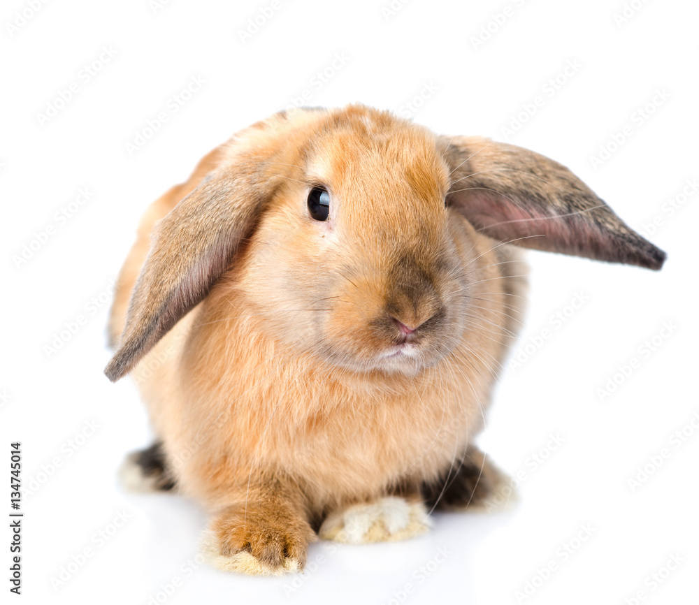 Lop-eared rabbit looking at camera. isolated on white background Lop-eared rabbit looking at camera. isolated on white background