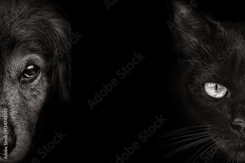 dark muzzle spaniel dog and cat  closeup. front view