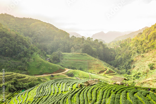View of green fields in Chiang Mai, Thailand