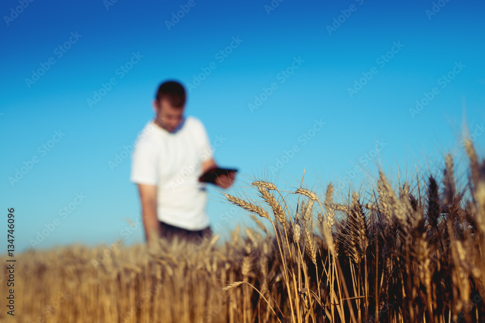 Worker on wheat field checking plant. Worker on wheat field checking plant.