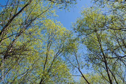 Bottom view to tree tops in young spring leaves  aspiring upward