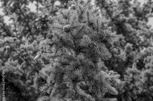 Fir tree and bumps photo