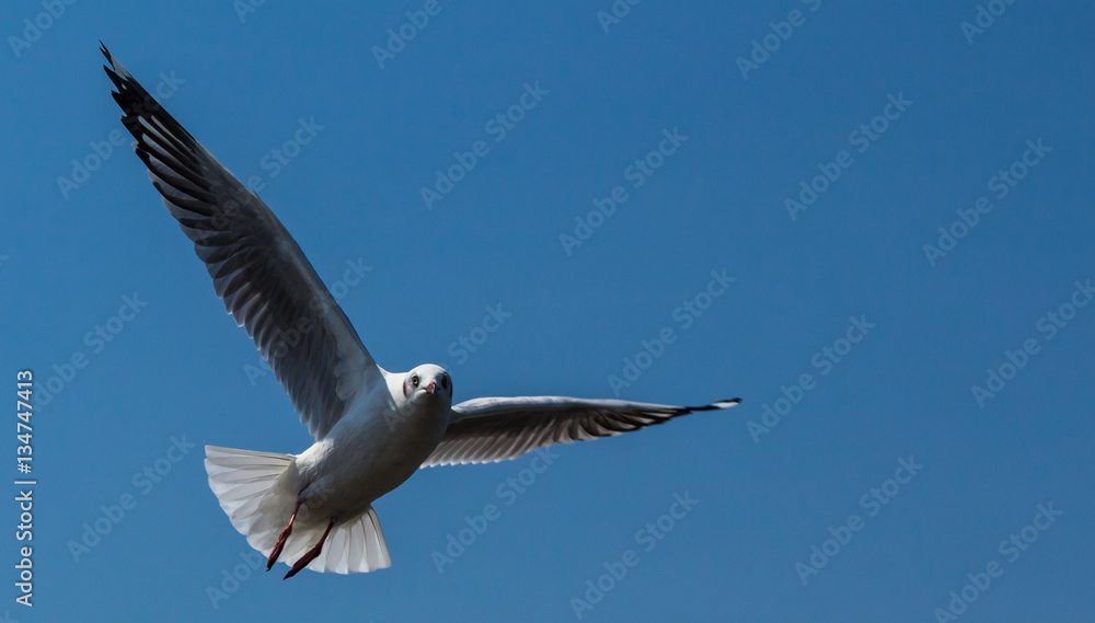 Flying Seagull on sky background Flying Seagull on sky background