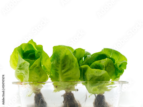 Three baby lettuce growing in a baking dish.