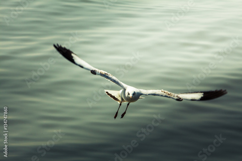 Flying Seagull on Sea background