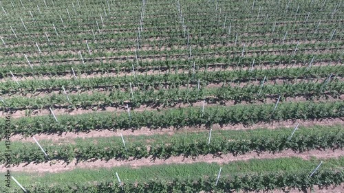 Rows of trees in the garden. Aerophotographing, top view. Landscape apple orchards. photo