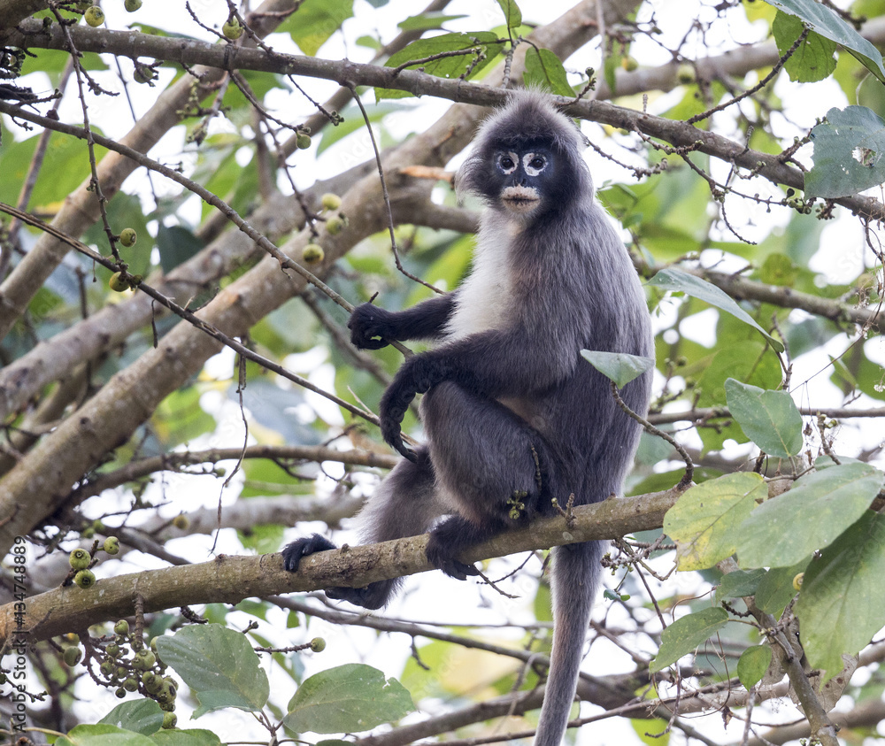 Obraz premium Speckled Monkey