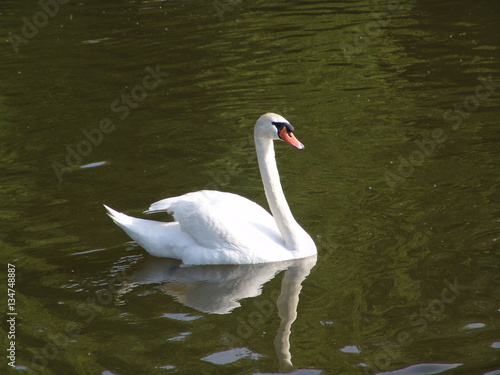 swan  nature  bird  beautiful  white  animal  reflection  lake  water  wild  beauty  blue  natural  background  calm  graceful  feather  tranquil  elegance  pond  single  peaceful  purity  grace  swim