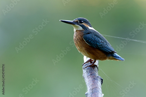 Adult male of Common kingfisher. Alcedo atthis © Jesus