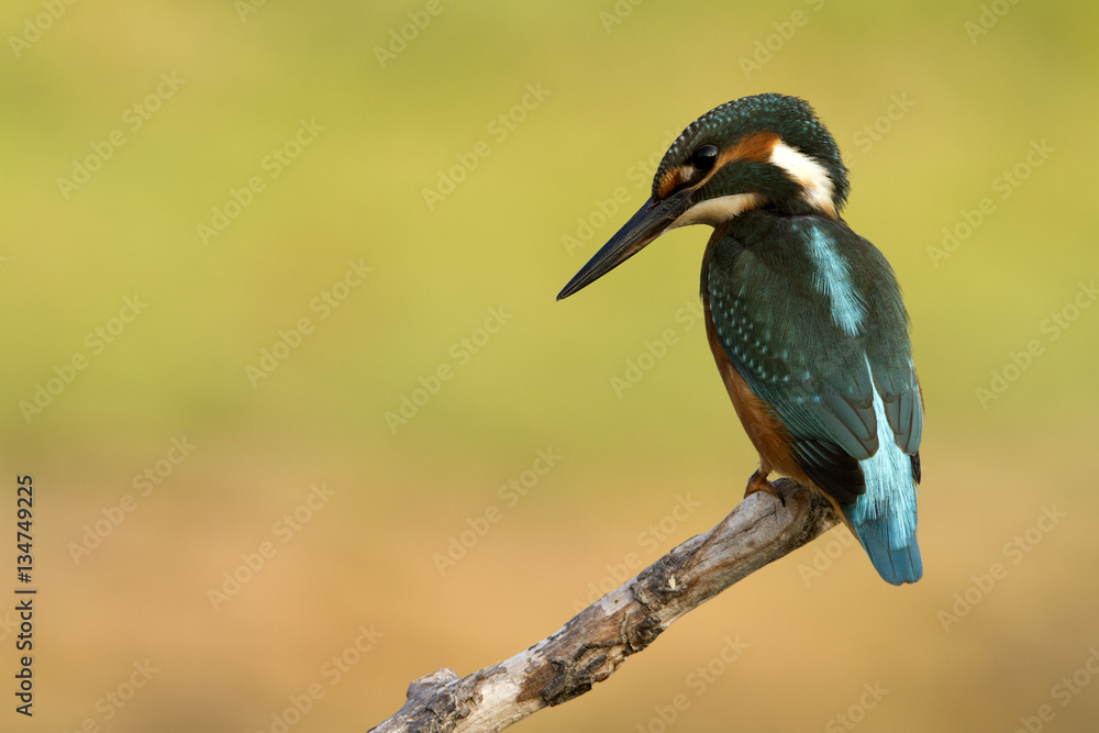 Obraz premium Adult male of Common kingfisher. Alcedo atthis