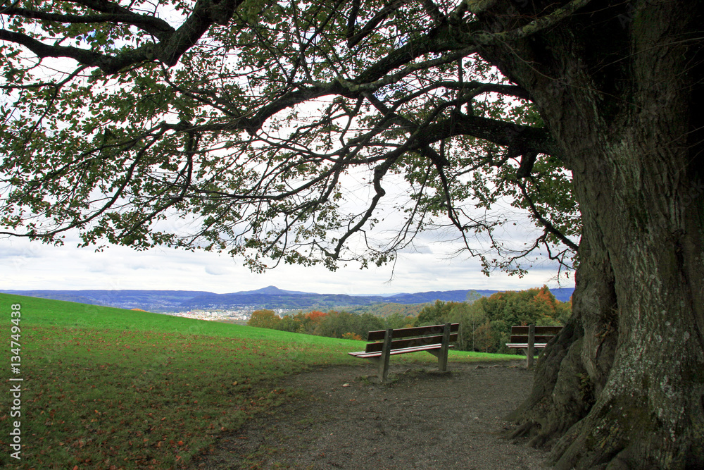 Countryside / Lonely century-old trees in Switzerland and benches