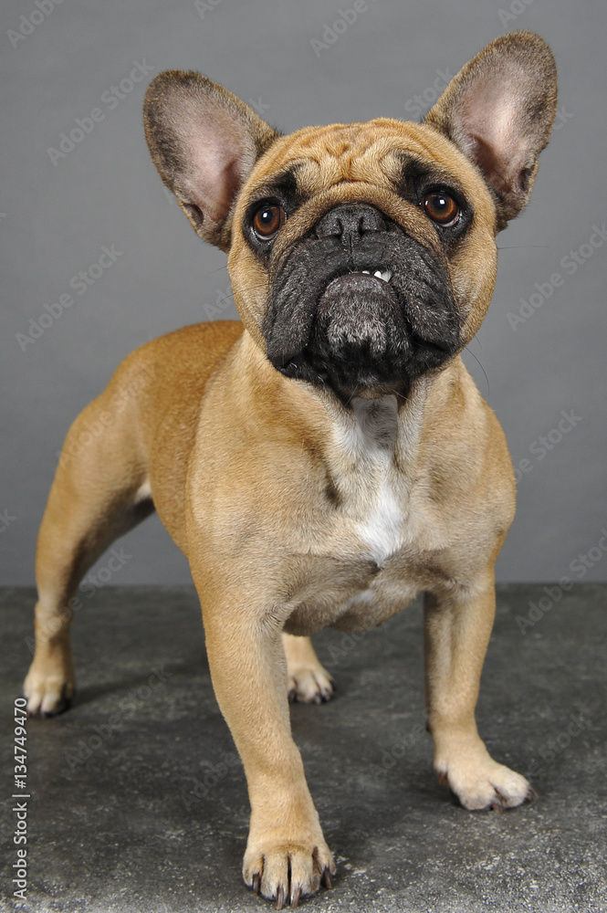 Bouledogue francais Bouledogue francais
