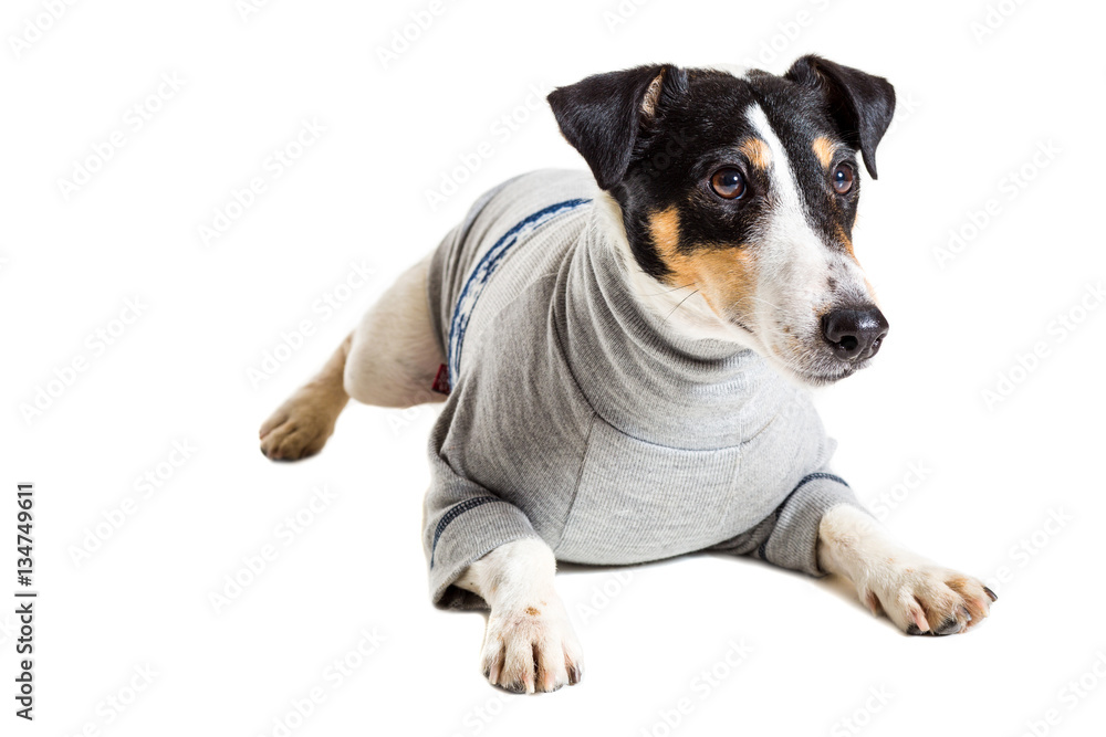 Portrait of a purebred smooth fox terrier  white background