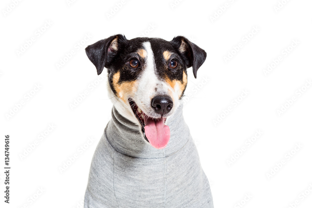 Portrait of a purebred smooth fox terrier white background Portrait of a purebred smooth fox terrier white background