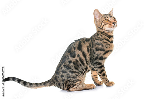 Wallpaper Mural bengal cat in studio Torontodigital.ca