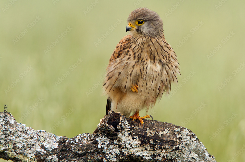 Naklejka premium Adult male of Common kestrel. Falco tinnunculus.