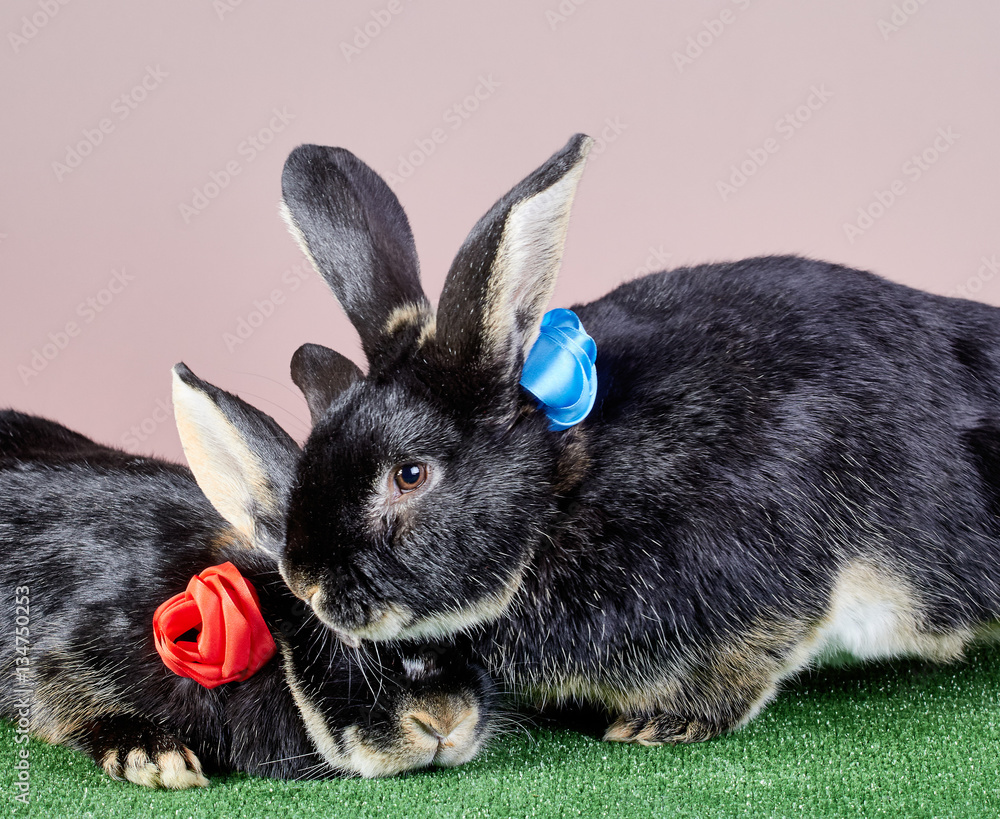 Two black rabbits with colored roses from ribbons cute lie near each ...