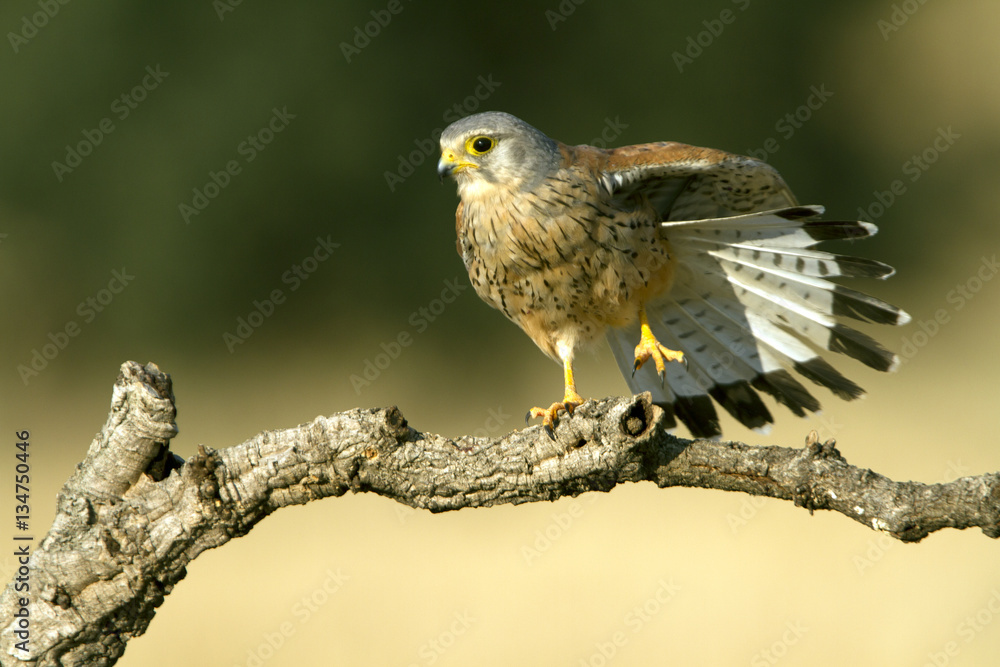 Adult male of Common kestrel. Falco tinnunculus. Adult male of Common kestrel. Falco tinnunculus.