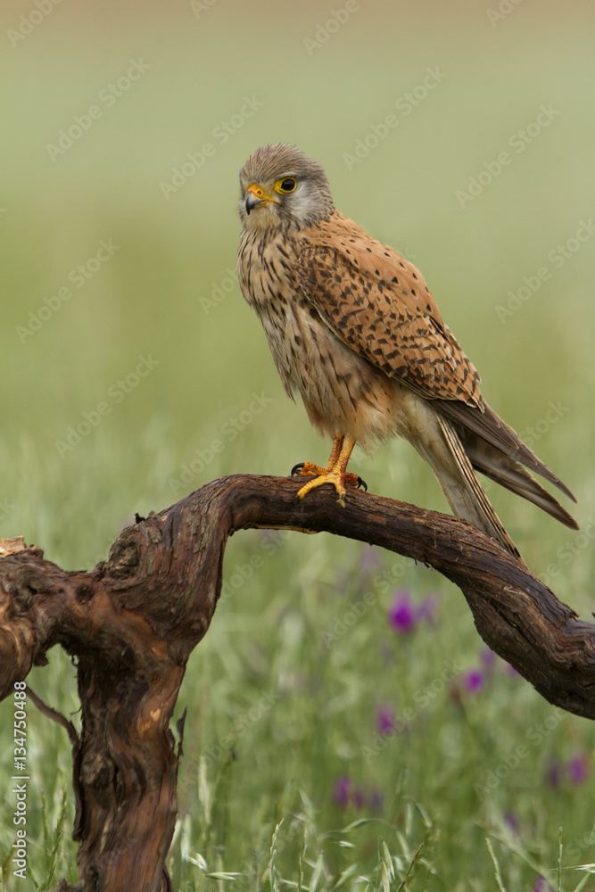Fototapeta premium Young male of Common kestrel. Falco tinnunculus