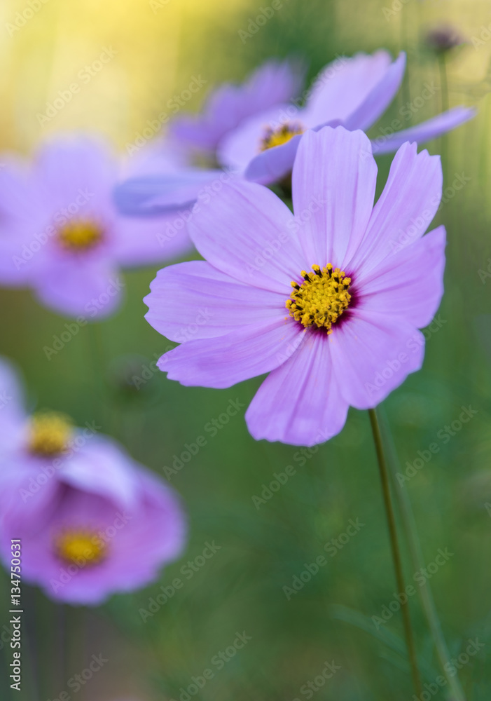 cosmos flowers in the garden with blurred background. cosmos flowers in the garden with blurred background.