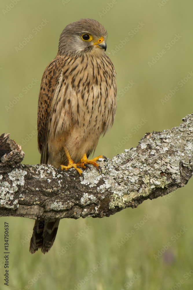 Young male of Common kestrel. Falco tinnunculus Young male of Common kestrel. Falco tinnunculus