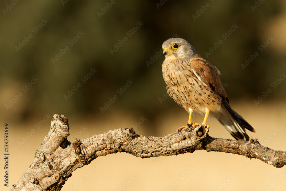 Fototapeta premium Adult male of Common kestrel. Falco tinnunculus.