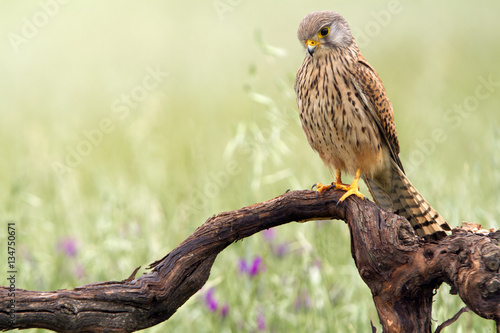 Young male of Common kestrel. Falco tinnunculus photo