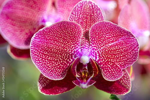 Phalaenopsis Orchid © ktasimar