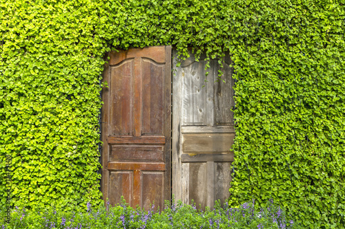Wooden door on a green natural wall