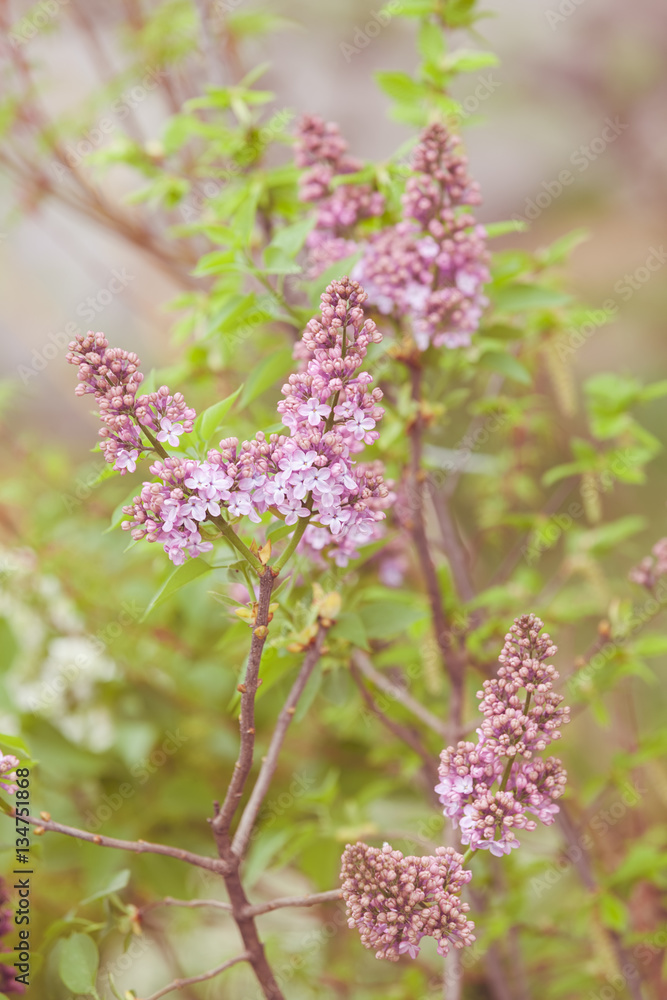 Obraz premium branches of lilac