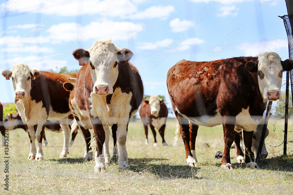 Herd of cattle in the pen outdoor in  Mudgee, Australia