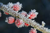 Cotoneaster with ice