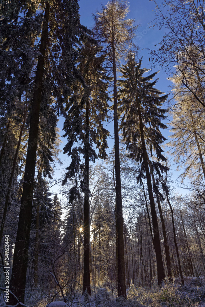 Fototapeta premium winter forest landscape and blue sly