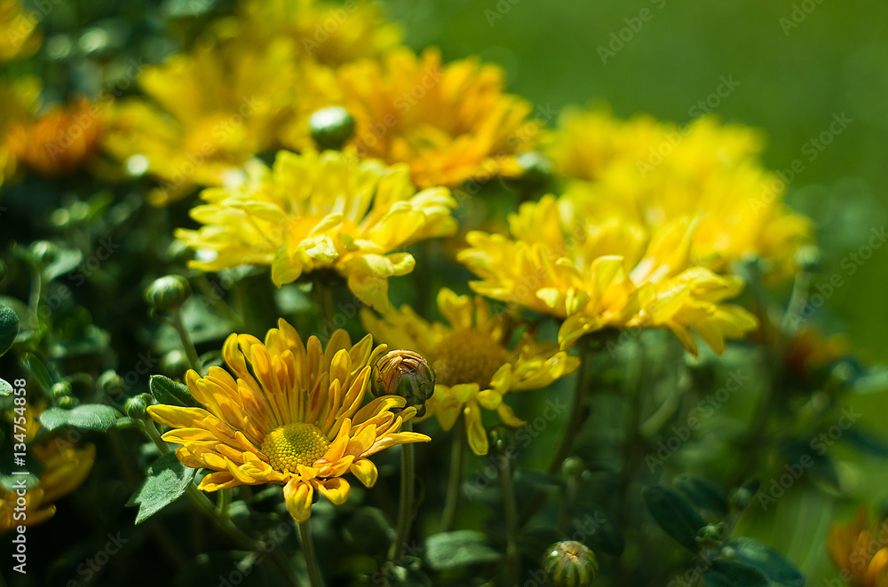 Autumn chrysanthemum flowers Autumn chrysanthemum flowers