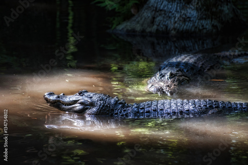 Two Alligators in a spot light of sun in others dark murky river
