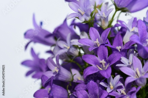 kleine Glockenblume lila © mfotohaus