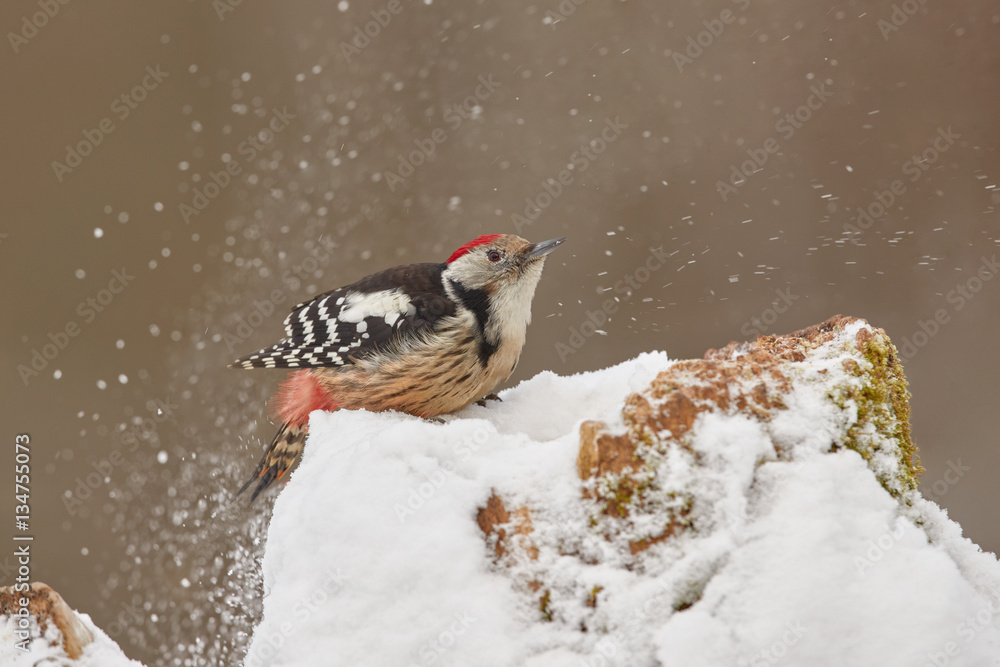 Obraz premium Picchio rosso mezzano innevato