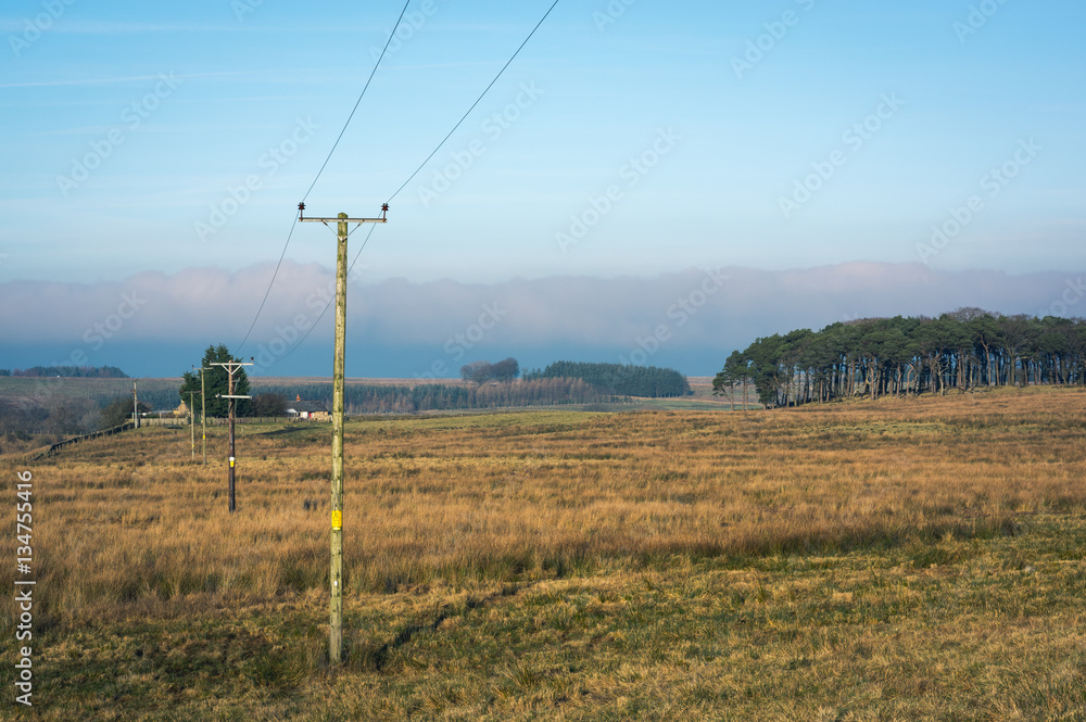 Telegraph poles in countryside