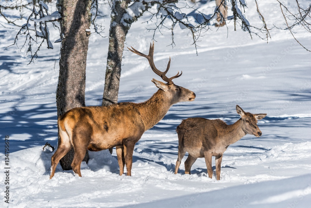 Male and female red deer (Cervus elaphus) in a snowy forest Male and female red deer (Cervus elaphus) in a snowy forest