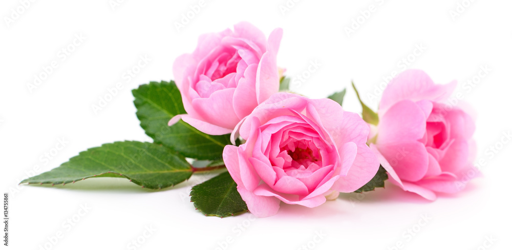Fototapeta premium Piękne różowe róże.