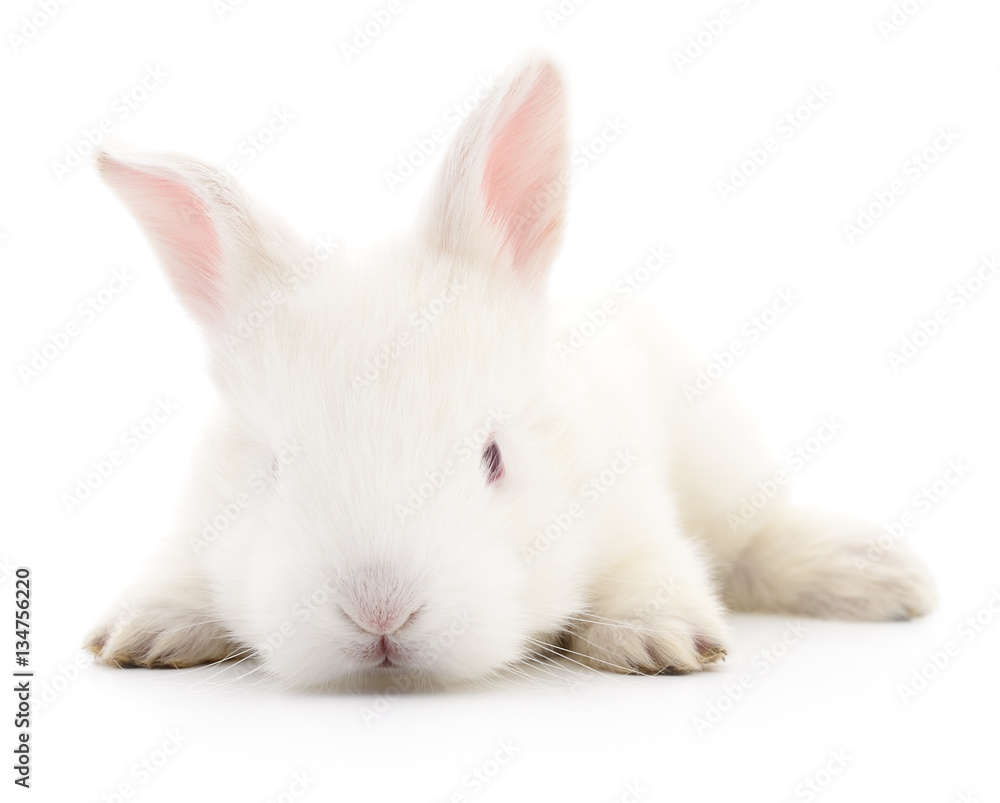 Obraz premium White bunny rabbit.