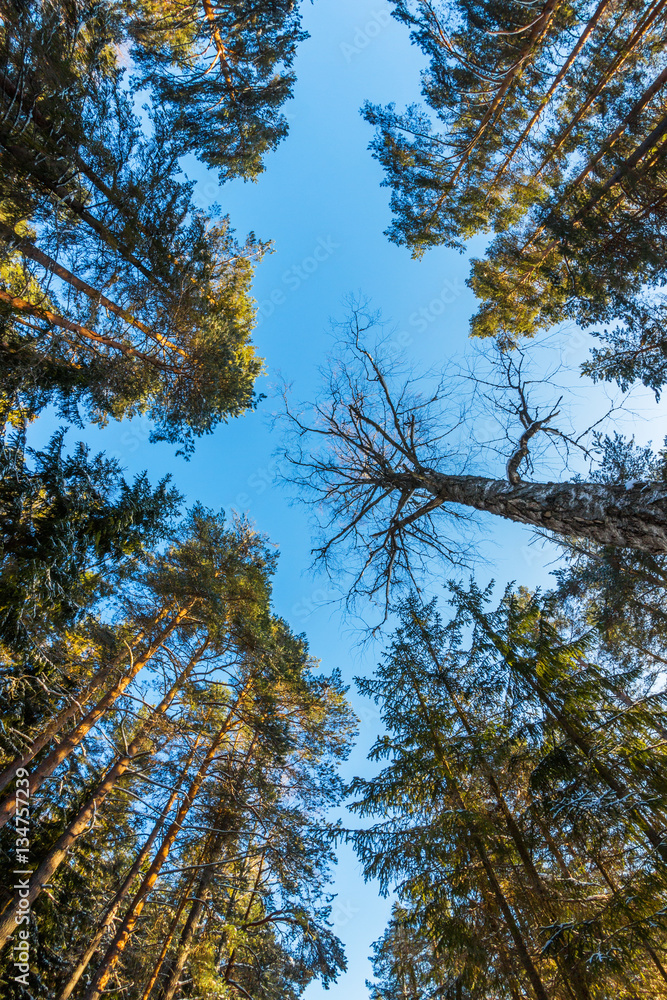 Obraz premium Crowns of trees, view from below.