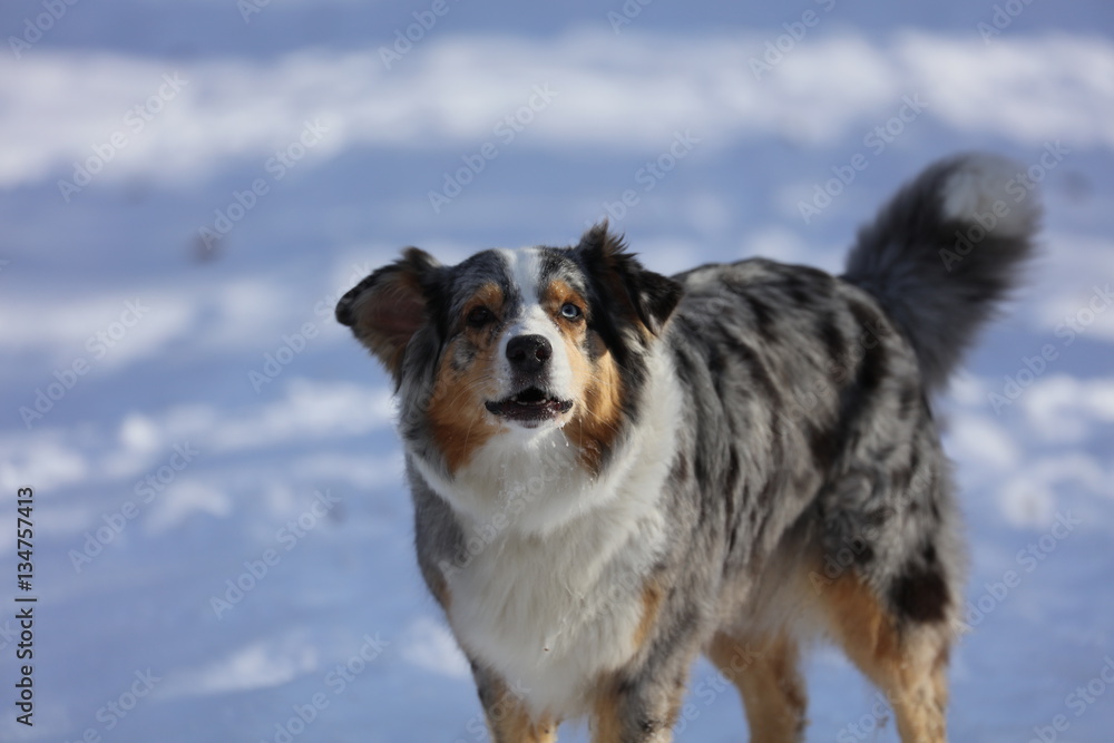 Australian Shepherd im Schnee Australian Shepherd im Schnee