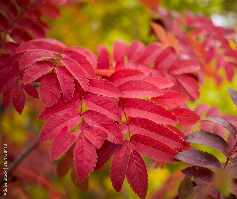 Red autumn leaves of rowan