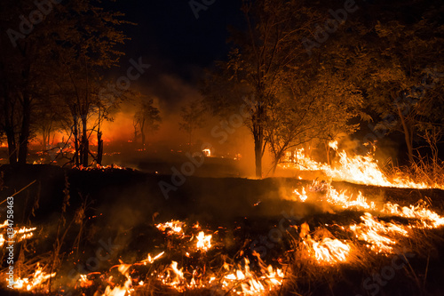 Wind blowing on flaming trees during forest fire