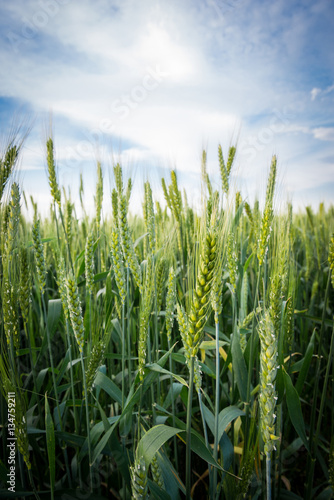 Wheat fields, summer